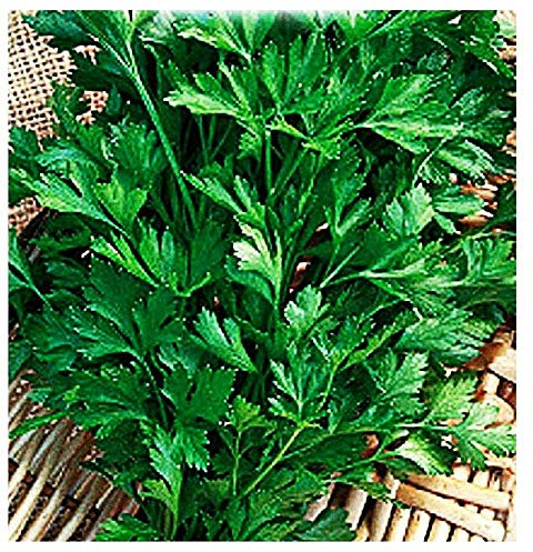 4500 Aprox. - Graines de persil commun 2 - Petroselinum Crispum en emballage d'origine produit en Italie - Persil commun