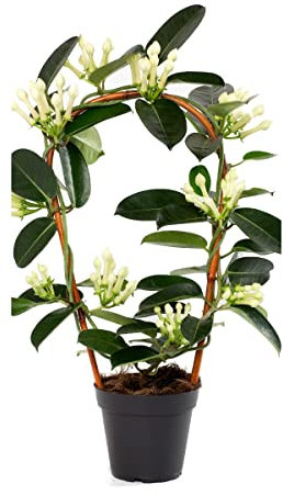 Estefanote Planta Jazmín de Madagascar Stephanotis Floribunda