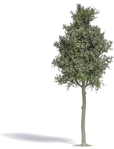 3798 - Faggio forestale, 170 mm, H0