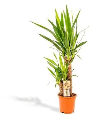 Yucca – Ø 17 cm – 90 cm