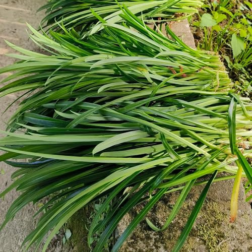 semi di cipollina resistenti - giardino interno serra balcone perenni biologici 200pcs