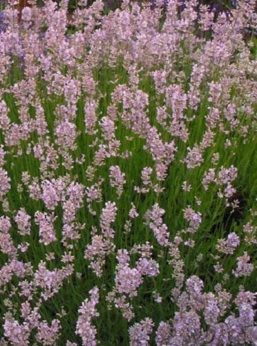 50 Lavandula Graines Ellagance Rose (vivace) Rose Lavande