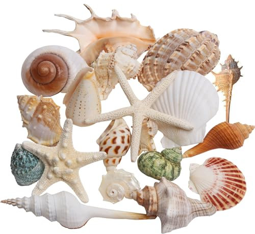 SKOOLOVE 20PCS Large Sea Shells Mixed Beach Seashells and Natural Colorful Conch Starfish 4-10CM, for Beach Party Table scatter Home Decor DIY Crafts Bathroom Fish Tank Decorations