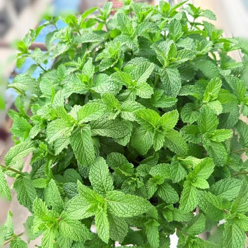 Semi di menta piperita resistenti per giardini rocciosi menta piperita esotica verdi giardino semi di 400pcs