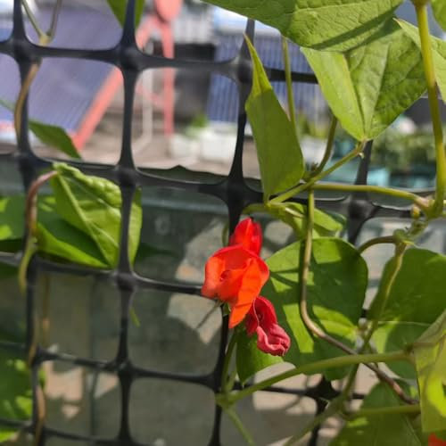 semillas de frijol corredor - semillas de ajedrea Plantas resistentes al invierno para balcones semillas de hortalizas jardín de plantas plantas de balcón resistentes - Serie de 60pcs