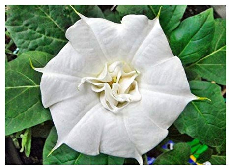 Datura Double White Lady - Engelstrompete doppelt weiss - 10 Samen