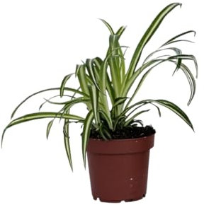 Plant in a Box - Plante araignée - Chlorophytum comosum 'Atlantic' - Hauteur 25-40cm - Pot 12cm - Plante d’intérieur - Vert
