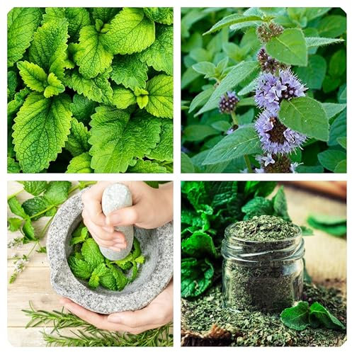 Semi Menta Piperita Sementi di piante aromatiche e officinali Pianta perenne peppermint seeds