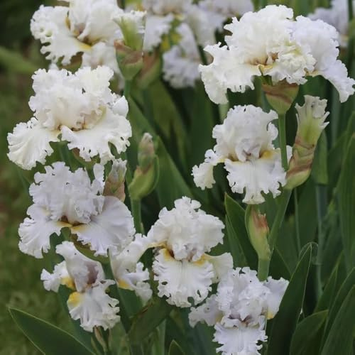 Bulbos de iris, bulbos de primavera, de interior bulbos de perennes bulbo de balcón 4pcs