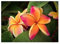 Stk - 3x Plumeria Jupiter Frangipani Wachsblume Garten Pflanzen - Samen B113 - Seeds & Plants Shop by Ipsa