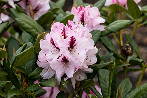 Rhododendron Hybr. 'Herbstfreude' 30-40 cm - Rhododendron, rosa Blüten, Blütezeit September-Oktober, ideal für Kübel, winterhart und pflegeleicht