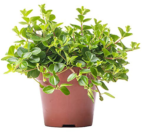 Peperomia rotundifolia - Trailing Jade - Indoor Houseplant for Home or Office - Potted Hanging Plants for Small and Large Spaces - Green Foliage Leaves (10-15cm Incl. Pot)
