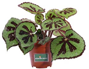 Pianta di Begonia Masoniana Pianta di Begonia a croce di ferro pianta da interno pianta vera pianta ornamentale da arredo venduta da eGarden.store (Vaso 12 cm)