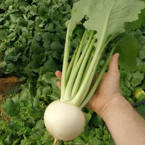 Turnip 'Silky Sweet' F1 Seeds - Quick Harvest, Crisp & Juicy White Roots Packed with Nutrients - Perfect for Snacking and Salads - 65 Days to Harvest - Compact Growth - 100 Seeds by Thompson & Morgan