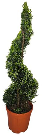 Cupressocyparis Leylandii 'Castlewellan Gold', Cipresso di Leyland - Pianta in Vaso, H100-110 cm - Vivai Giulian Giovani Piante