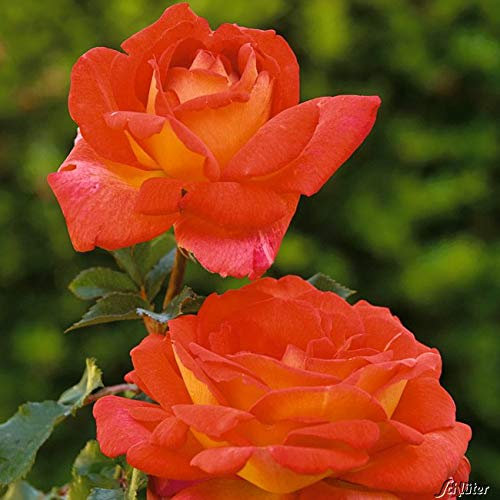 Edelrose Parfum de Grasse in kirschrot-gelb - Duftrose winterhart - Rosen-Blüte in kirschrot-gelb - Rose sehr stark duftend im 5 Liter Container von Garten Schlüter - Pflanzen in Top Qualität