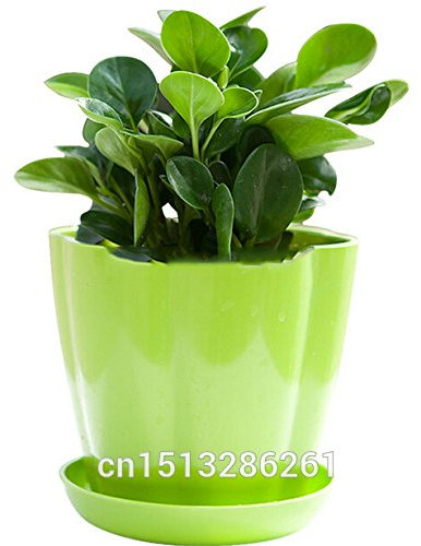 50piece 16 Colores berro Semillas 2016 de New Garden Flores Cuatro temporada de siembra de las semillas de flor del Mundo Rare para el jardín