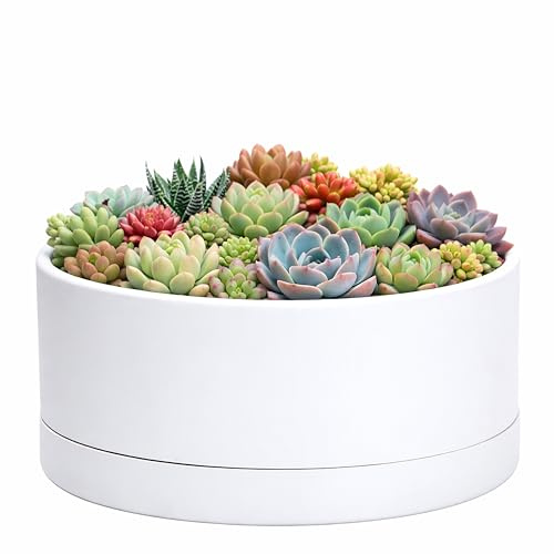 D'vine Dev Pot de Fleurs Rond en Plastique Peu Profond de 25,4 cm avec Trou de Drainage et Sauce – Pot de bonsaï décoratif pour Plantes d'intérieur – Blanc – 76-A-M-1