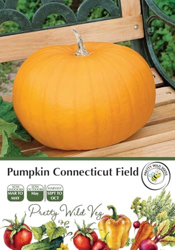 Pumpkin Connecticut Field Seeds in Pictorial Packet - 10 Seeds