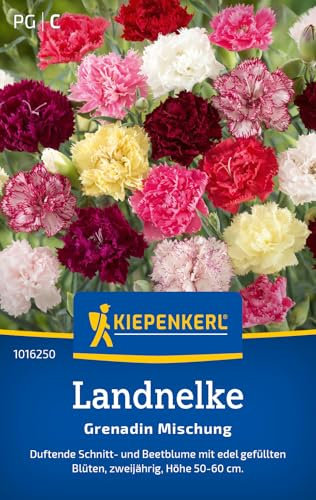Kiepenkerl Landnelkensamen Grenadin Mischung 1016250 - Gefüllte Blüten in Rot-, Rosa- und Weißtönen, ideal für Beete und als Schnittblume, Nelkensamen für 50 Pflanzen