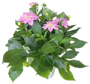 Planta de Dalia Natural Colorida y Resistente Ideal para el Exterior