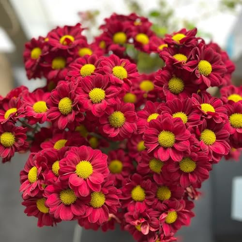 Margeritensamen - saatgut hochbeete für garten blumensamen garden sommerblumen samen flower seeds Margeritensamen balkonpflanzen balkon deko zimmerpflanzen bodendecker 350pcs