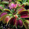 Haloppe 60/120 Pz Dionaea Muscipula Piante Semi per Giardino Domestico Piantare, Dionaea Muscipula Semi Acchiappamosche Pianta Carnivora Decorazione Bonsai 60 pezzi
