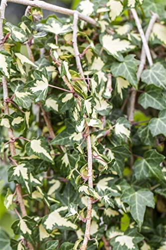 Hedera helix 'Goldheart' 80-100 cm – Winterhart, Immergrün, Pflegeleicht – Efeu – Kletterpflanze für Wand & Zaun