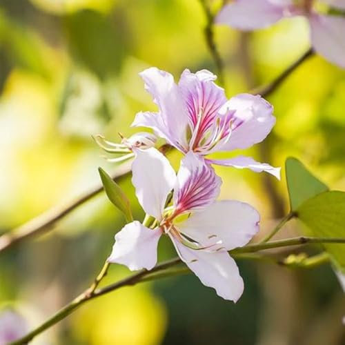 150 pcs Cercis chinensis Samen, herbst dekoration, minigarten bäume pflanzen Chinesischer Judasbaum, bio samenwinterharte balkonpflanzen, topf pflanze deko blumen gartenpflanzen winterhart