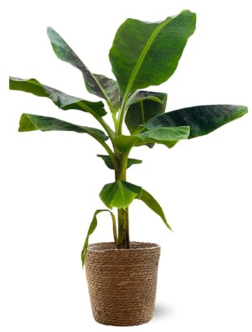 Attitude Jardin - Bananier musa avec panier en jonc de mer - plante d'intérieur & extérieur - 70-80 cm - ⌀ 21 cm - purificateur d'air