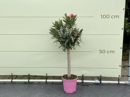 Oleandro rosa su tronco altezza 80-100 cm
