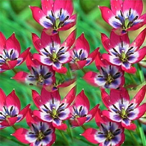 100Pcs Graines de Tulipe, Non-OGM, Croissance Rapide, Haute Germination, Faciles à Planter, Pour Jardin, Serre, Extérieur (B)