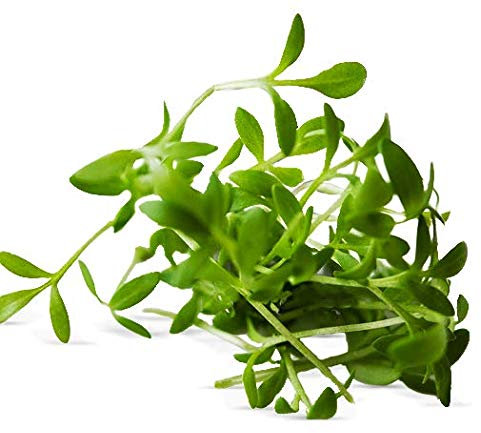 AGROBITS 1000 GRAINES tiques - CRESSON Alénois commun - sativum