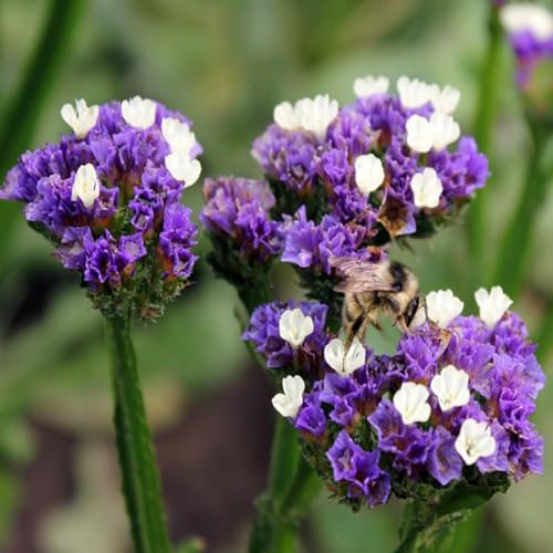 500 pcs strandflieder samen mehrjährig, blumen für balkon, bio saatgut schattenpflanzen winterhart, balkonpflanzen frühling blumenstauden winterhart bodendecker samen, geschenke für