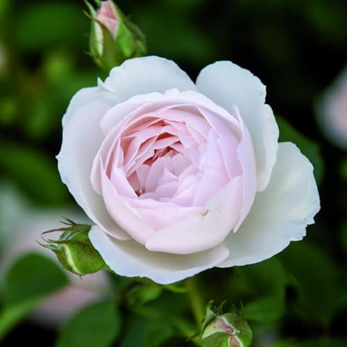 Desdemona®, rosa viva di Rose Barni®, rosa in vaso English Roses®, fiori grandi a coppa, profumo intenso, colore bianco rosato, cod. 71087
