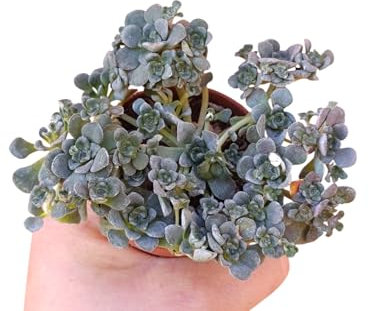 Sedum Spathulifolium pianta grassa tappezzante succulenta