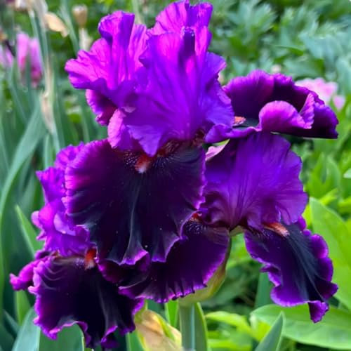 Iriszwiebeln, hell und schön, präsentieren große Blüten in verschiedenen Farben. Sie sind unvergessliche Gartenblumen, die leicht zu züchten sind.-4 zwiebeln-j