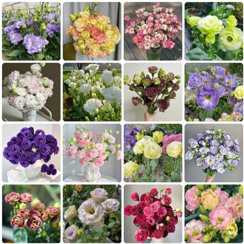 semillas de lisianthus para lugares soleados, lisianto silvestres del balcón, primavera Decoración 700pcs