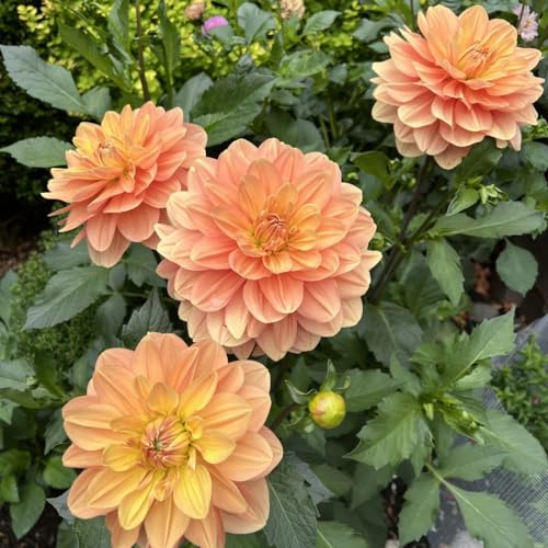 Bulbi di dalia, resistenti al freddo e alla siccità, colori misti, adatti per giardini e terrazzi-2bulbi-B