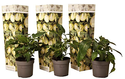 Plant in a Box - Solanum Muricatum 'Pepino gold' - Poire à melon - Set de 3 - Pot 9cm - Hauteur 25-40cm