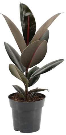 Trendyplants – Ficus Elastica Abidjan – Albero di gomma – Pianta d'appartamento – Dimensioni vaso Ø 17 cm – Altezza 45 – 65 cm