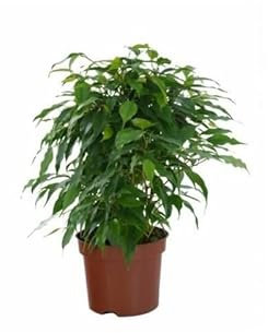 Ficus Benjamina Natural en Miniatura – Perfecto para Oficinas y Habitaciones