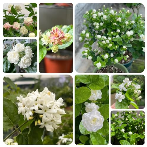 semillas de jazmín fragantes, jardín, balcón resistentes perenne 350pcs