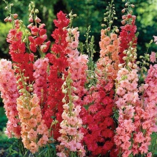 50 Rosa Delphinium Mix Samen Staudengarten-Blumen-Bright Sun Shade