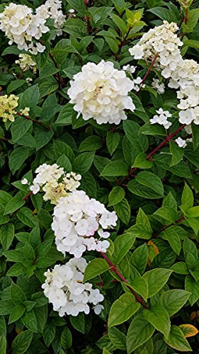 Hydrangea paniculata Sundae Fraise® 'Rensun' / Hortensia paniculé Sundae Fraise® 'Rensun' / Conteneur de 3 à 4 litres
