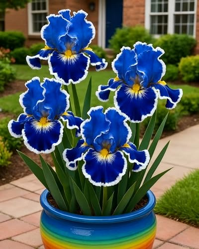 Bulbi di Iris da Piantare – Bulbi di Iris Misti, Facili da Coltivare per Giardino e Vaso-4Bulbi-X