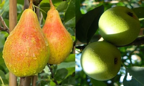 Duo-Birnenbaum Zwei Sorten - ein Baum. Birne Souvenir + Nashi-Birne Nijisseiki