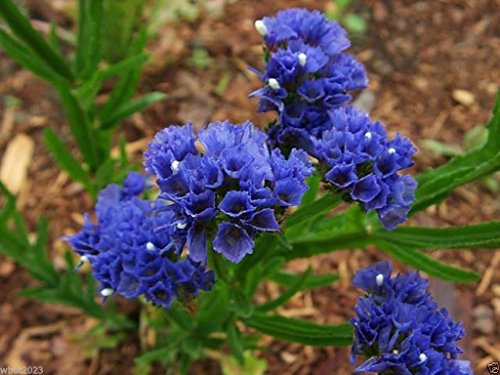 Semi Statice - Blu, noto come Mare Lavanda, Statice, o palude rosmarino, 100 semi:Seeds
