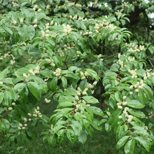 Semillas de Laurel Cerezo, semillas de Prunus laurocerasus, Variedades antiguas de semillas para lugares soleados Arbustos 30pcs