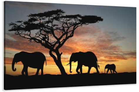 Visario 120 x 80 cm Bild auf Leinwand Afrika Elefant 5066-SCT deutsche Marke und Lager - Die Bilder/das Wandbild/der Kunstdruck ist fertig gerahmt